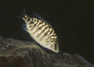 Protomelas taeniolatus 'Gome Rock'